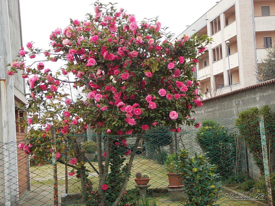 Fiori 12 di 51