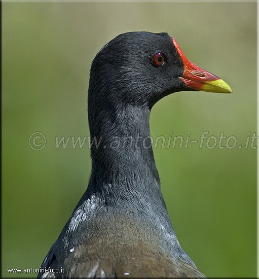 Gallinella d'acqua (Femmina)